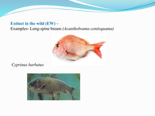Extinct in the wild (EW) –
Examples- Long-spine bream (Acanthobrama centisquama)
Cyprinus barbatus
 