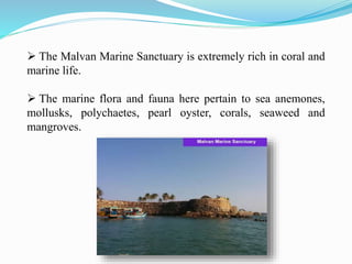  The Malvan Marine Sanctuary is extremely rich in coral and
marine life.
 The marine flora and fauna here pertain to sea anemones,
mollusks, polychaetes, pearl oyster, corals, seaweed and
mangroves.
 