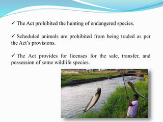 The Act prohibited the hunting of endangered species.
 Scheduled animals are prohibited from being traded as per
the Act’s provisions.
 The Act provides for licenses for the sale, transfer, and
possession of some wildlife species.
 