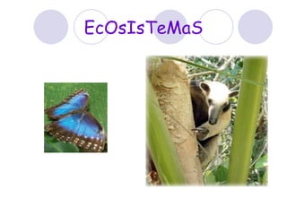 EcOsIsTeMaS 