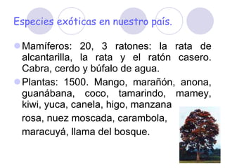 Especies exóticas en nuestro país. Mamíferos: 20, 3 ratones: la rata de alcantarilla, la rata y el ratón casero. Cabra, cerdo y búfalo de agua. Plantas: 1500. Mango, marañón, anona, guanábana, coco, tamarindo, mamey, kiwi, yuca, canela, higo, manzana  rosa, nuez moscada, carambola,  maracuyá, llama del bosque. 