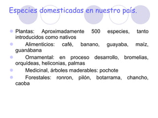 Especies domesticadas en nuestro país. Plantas: Aproximadamente 500 especies, tanto introducidos como nativos Alimenticios: café, banano, guayaba, maíz, guanábana Ornamental: en proceso desarrollo, bromelias, orquídeas, heliconias, palmas Medicinal, árboles maderables: pochote Forestales: ronron, pilón, botarrama, chancho, caoba 