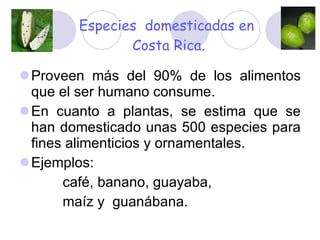 Especies  domesticadas en  Costa Rica. Proveen más del 90% de los alimentos que el ser humano consume. En cuanto a plantas, se estima que se han domesticado unas 500 especies para fines alimenticios y ornamentales.  Ejemplos: café, banano, guayaba,  maíz y  guanábana.  