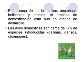 En el caso de las bromelias, orquídeas, heliconias y palmas, el proceso de domesticación esta aun en etapas de desarrollo. Las aves domesticas son cerca del 8% de especies introducidas (gallinas, gansos, chompipes). 