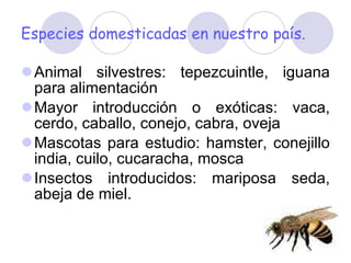 Especies domesticadas en nuestro país. Animal silvestres: tepezcuintle, iguana para alimentación Mayor introducción o exóticas: vaca, cerdo, caballo, conejo, cabra, oveja Mascotas para estudio: hamster, conejillo india, cuilo, cucaracha, mosca Insectos introducidos: mariposa seda, abeja de miel. 