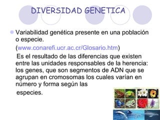 DIVERSIDAD GENETICA Variabilidad genética presente en una población o especie. ( www.conarefi.ucr.ac.cr/Glosario.htm ) Es el resultado de las diferencias que existen entre las unidades responsables de la herencia: los genes, que son segmentos de ADN que se agrupan en cromosomas los cuales varían en número y forma según las  especies. 
