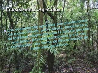 Ecosistemas Agrícolas Los ecosistemas agrícolas son plantaciones de monocultivos, poli cultivos, madereras o de terrenos adaptados para la cría de ganado que tienen finalidad económica y a la vez representan una forma de conservación de materiales genéticos.  