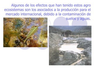 Algunos de los efectos que han tenido estos agro ecosistemas son los asociados a la producción para el mercado internacional, debido a la contaminación de suelos y aguas. 