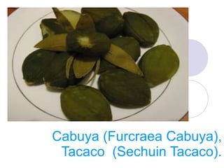 Cabuya (Furcraea Cabuya), Tacaco  (Sechuin Tacaco). 