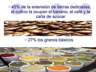 45% de la extensión de tierras dedicadas al cultivo la ocupan el banano, el café y la caña de azúcar 27% los granos básicos 