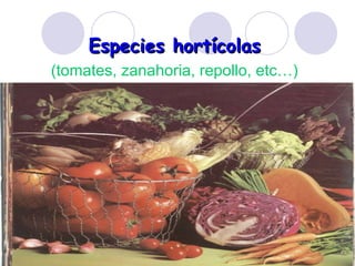 Especies hortícolas (tomates, zanahoria, repollo, etc…) 