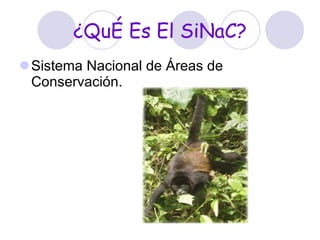 ¿QuÉ Es El SiNaC? Sistema Nacional de Áreas de Conservación. 