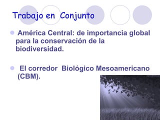 Trabajo en  Conjunto América Central:  de importancia global para la conservación de la biodiversidad. El corredor  Biológico Mesoamericano  (CBM).  