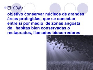 El CBM: objetivo conservar núcleos de grandes  áreas protegidas, que se conectan entre si por medio  de zonas angosta de  habitas bien conservadas o restaurados, llamados biocorredores   