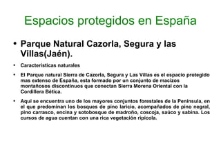 Espacios protegidos en España Parque Natural Cazorla, Segura y las Villas(Jaén). Características naturales El Parque natural Sierra de Cazorla, Segura y Las Villas es el espacio protegido mas extenso de España, esta formado por un conjunto de macizos montañosos discontinuos que conectan Sierra Morena Oriental con la Cordillera Bética. Aquí se encuentra uno de los mayores conjuntos forestales de la Península, en el que predominan los bosques de pino laricio, acompañados de pino negral, pino carrasco, encina y sotobosque de madroño, coscoja, saúco y sabina. Los cursos de agua cuentan con una rica vegetación ripícola.  