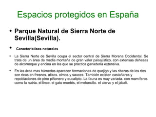 Espacios protegidos en España Parque Natural de Sierra Norte de Sevilla(Sevilla). Caracteristicas naturales La Sierra Norte de Sevilla ocupa el sector central de Sierra Morena Occidental. Se trata de un área de media montaña de gran valor paisajístico. con extensas dehesas de alcornoque y encina en las que se practica ganadería extensiva. En las área mas húmedas aparecen formaciones de quejigo y las riberas de los ríos son ricas en fresnos. alisos. olmos y sauces. También existen castañares y repoblaciones de pino piñonero y eucalipto. La fauna es muy variada. con mamíferos como la nutria. el lince, el gato montés, el meloncillo. el ciervo y el jabalí. 