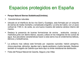 Espacios protegidos en España Parque Natural Sierras Subbéticas(Córdoba). Características naturales Ubicado en el interfluvio de los ríos Genil y Guadajoz, esta formado por un conjunto de sierras de media montaña y complicada orografía. La sima de Cabra. con un pozo vertical de 1165 m. de caída, es una buena muestra del sistema cárstico interno del macizo. Destaca la presencia de buenas formaciones de encina , acebuche, coscoja y madroños.junto con álamo blanco, sauces y alisos en los márgenes de los cursos de agua. Sus peculiares características hacen a esta sierra rica en endemismos béticos, ibéricos y norteafricanos. La avifauna mas valiosa está formada por   especies rupícolas: halcón peregrino, chova piquirroja, alimoche. águilas real y águila perdicera y buitre leonado. Destacar también el musgaño de Cabrera que tiene aquí su limite meridional de distribución. Fotos del Parque Natural de Cazorla, Segura y las Villas 