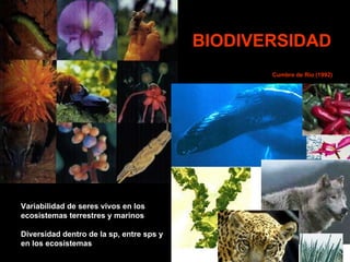 BIODIVERSIDAD Cumbre de Río (1992) Variabilidad de seres vivos en los  ecosistemas terrestres y marinos Diversidad dentro de la sp, entre sps y en los ecosistemas 