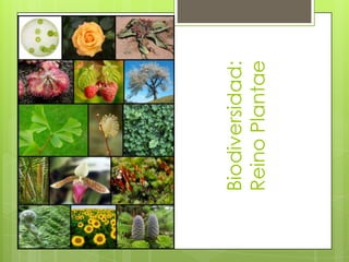 Biodiversidad:
Reino Plantae
 