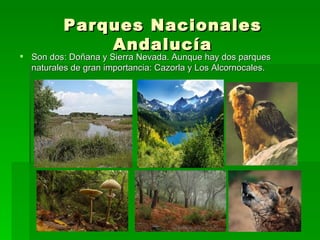 Parques Nacionales
              Andalucía
 Son dos: Doñana y Sierra Nevada. Aunque hay dos parques
  naturales de gran importancia: Cazorla y Los Alcornocales.
 