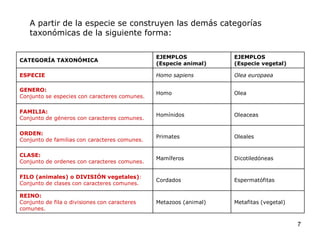 A partir de la especie se construyen las demás categorías
   taxonómicas de la siguiente forma:

                                               EJEMPLOS            EJEMPLOS
CATEGORÍA TAXONÓMICA
                                               (Especie animal)    (Especie vegetal)

ESPECIE                                        Homo sapiens        Olea europaea

GENERO:
                                               Homo                Olea
Conjunto se especies con caracteres comunes.

FAMILIA:
                                               Homínidos           Oleaceas
Conjunto de géneros con caracteres comunes.

ORDEN:
                                               Primates            Oleales
Conjunto de familias con caracteres comunes.

CLASE:
                                               Mamíferos           Dicotiledóneas
Conjunto de ordenes con caracteres comunes.

FILO (animales) o DIVISIÓN vegetales):
                                               Cordados            Espermatófitas
Conjunto de clases con caracteres comunes.

REINO:
Conjunto de fila o divisiones con caracteres   Metazoos (animal)   Metafitas (vegetal)
comunes.

                                                                                         7
 