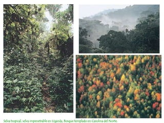 Selva tropical, selva impenetrable en Uganda, Bosque templado en Carolina del Norte.
 