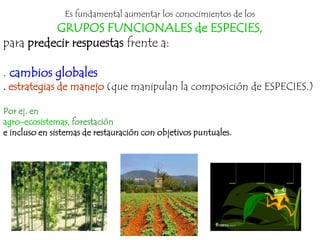Es fundamental aumentar los conocimientos de los
          GRUPOS FUNCIONALES de ESPECIES,
para predecir respuestas frente a:

. cambios globales
. estrategias de manejo (que manipulan la composición de ESPECIES.)

Por ej. en
agro-ecosistemas, forestación
e incluso en sistemas de restauración con objetivos puntuales.
 