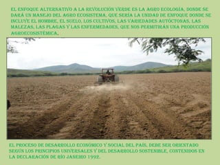 El enfoque alternativo a la revolución verde es la agro ecología, donde se
dará un manejo del agro ecosistema, que sería la unidad de enfoque donde se
incluye el hombre, el suelo, los cultivos, las variedades autóctonas, las
malezas, las plagas y las enfermedades, que nos permitirán una producción
agroecosistémica.




El proceso de desarrollo económico y social del país, debe ser orientado
según los principios universales y del desarrollo sostenible, contenidos en
la declaración de Río Janeiro 1992.
 