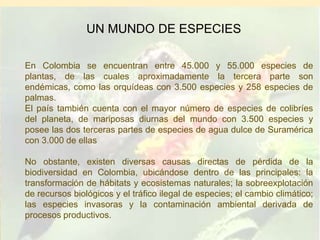 UN MUNDO DE ESPECIES

En Colombia se encuentran entre 45.000 y 55.000 especies de
plantas, de las cuales aproximadamente la tercera parte son
endémicas, como las orquídeas con 3.500 especies y 258 especies de
palmas.
El país también cuenta con el mayor número de especies de colibríes
del planeta, de mariposas diurnas del mundo con 3.500 especies y
posee las dos terceras partes de especies de agua dulce de Suramérica
con 3.000 de ellas

No obstante, existen diversas causas directas de pérdida de la
biodiversidad en Colombia, ubicándose dentro de las principales: la
transformación de hábitats y ecosistemas naturales; la sobreexplotación
de recursos biológicos y el tráfico ilegal de especies; el cambio climático;
las especies invasoras y la contaminación ambiental derivada de
procesos productivos.
 