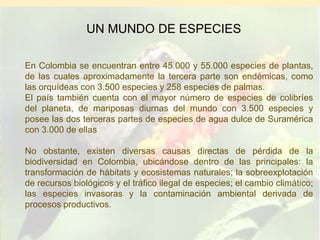 UN MUNDO DE ESPECIES

En Colombia se encuentran entre 45.000 y 55.000 especies de plantas,
de las cuales aproximadamente la tercera parte son endémicas, como
las orquídeas con 3.500 especies y 258 especies de palmas.
El país también cuenta con el mayor número de especies de colibríes
del planeta, de mariposas diurnas del mundo con 3.500 especies y
posee las dos terceras partes de especies de agua dulce de Suramérica
con 3.000 de ellas

No obstante, existen diversas causas directas de pérdida de la
biodiversidad en Colombia, ubicándose dentro de las principales: la
transformación de hábitats y ecosistemas naturales; la sobreexplotación
de recursos biológicos y el tráfico ilegal de especies; el cambio climático;
las especies invasoras y la contaminación ambiental derivada de
procesos productivos.
 
