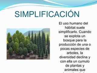 SIMPLIFICACIÓN
         El uso humano del
             hábitat suele
         simplificarlo. Cuando
             se explota un
            bosque para la
         producción de una o
          pocas especies de
               arboles, la
         diversidad declina y
          con ella un cumulo
              de plantas y
             animales que
 