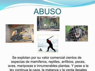 ABUSO




   Se explotan por su valor comercial cientos de
  especias de mamíferos, reptiles, anfibios, peces,
aves, mariposas e innumerables plantas. Y pese a la
 