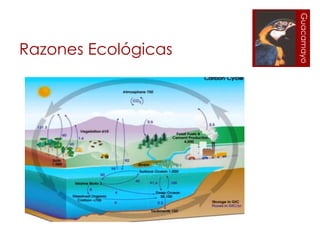 Guacamayo
Razones Ecológicas
 
