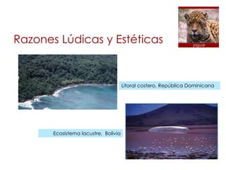 Razones Lúdicas y Estéticas                                       jaguar




                                      Litoral costero, República Dominicana




       Ecosistema lacustre, Bolivia
 