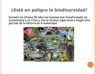 ¿Está en peligro la biodiversidad? 
Durante los últimos 50 años los humanos han transformado los
ecosistemas a un ritmo y con un alcance superiores a ningún otro
periodo de la historia de la humanidad.
 