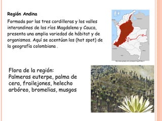 Región Andina
Formada por las tres cordilleras y los valles
interandinos de los ríos Magdalena y Cauca,
presenta una amplia variedad de hábitat y de
organismos. Aquí se acentúan los (hot spot) de
la geografía colombiana .


                                                 http://www.google.com.co/imgres?imgurl=http://1.




Flora de la región:
Palmeras euterpe, palma de
cera, frailejones, helecho
arbóreo, bromelias, musgos
 