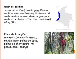 Región del pacifico
La selva del pacifico (choco biogeográfico) es
una de las zonas mas lluviosas y biodiversas del
mundo, donde prosperan arboles de gran porte
inundados de plantas epifitas. Una compleja red
hidrográfica.


                                                   http://www.google.com.co/imgres?imgurl=http://1.




Flora de la región:
Mangle rojo, mangle negro,
mangle nato, palma de coco,
palma de chontaduro, mil
pesos, naidí, changó
 