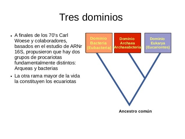 DOMINIO BACTERIA ARCHAEA Y EUKARYA PDF