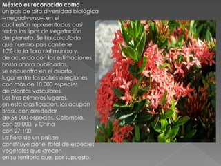 México es reconocido como
un país de alta diversidad biológica
–megadiverso–, en el
cual están representados casi
todos los tipos de vegetación
del planeta. Se ha calculado
que nuestro país contiene
10% de la flora del mundo y,
de acuerdo con las estimaciones
hasta ahora publicadas,
se encuentra en el cuarto
lugar entre los países o regiones
con más de 18 000 especies
de plantas vasculares.
Los tres primeros lugares,
en esta clasificación, los ocupan
Brasil, con alrededor
de 56 000 especies, Colombia,
con 50 000, y China
con 27 100.
La flora de un país se
constituye por el total de especies
vegetales que crecen
en su territorio que, por supuesto.
 