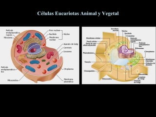 Células Eucariotas Animal y Vegetal

 