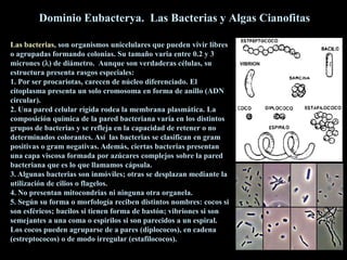 Dominio Eubacterya. Las Bacterias y Algas Cianofitas
Las bacterias, son organismos unicelulares que pueden vivir libres
o agrupadas formando colonias. Su tamaño varia entre 0.2 y 3
micrones () de diámetro. Aunque son verdaderas células, su
estructura presenta rasgos especiales:
1. Por ser procariotas, carecen de núcleo diferenciado. El
citoplasma presenta un solo cromosoma en forma de anillo (ADN
circular).
2. Una pared celular rígida rodea la membrana plasmática. La
composición química de la pared bacteriana varía en los distintos
grupos de bacterias y se refleja en la capacidad de retener o no
determinados colorantes. Así las bacterias se clasifican en gram
positivas o gram negativas. Además, ciertas bacterias presentan
una capa viscosa formada por azúcares complejos sobre la pared
bacteriana que es lo que llamamos cápsula.
3. Algunas bacterias son inmóviles; otras se desplazan mediante la
utilización de cilios o flagelos.
4. No presentan mitocondrias ni ninguna otra organela.
5. Según su forma o morfología reciben distintos nombres: cocos si
son esféricos; bacilos si tienen forma de bastón; vibriones si son
semejantes a una coma o espirilos si son parecidos a un espiral.
Los cocos pueden agruparse de a pares (diplococos), en cadena
(estreptococos) o de modo irregular (estafilococos).

VIBRION

 