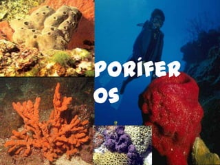 Porífer
os

 