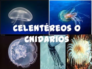 Celentéreos o
Cnidarios

 