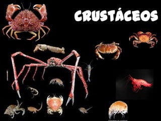 Crustáceos

 