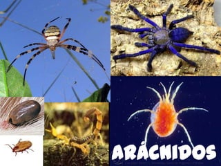 Arácnidos

 