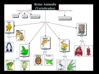 Reino Animalia
(Vertebrados)

 