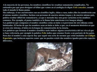 A la mayoría de las personas, los nombres científicos les resultan sumamente complicados. No
entienden por qué para designar al felino que vemos en el zoológico le digan Felis concolor, cuando
todo el mundo le llama puma.
Sin embargo, si nos encontramos con un científico inglés, chino o ruso, todos ellos los nombrarán con
el mismo nombre científico. Incluso con personas de nuestra misma lengua y de nuestro mismo país,
podría resultar difícil de comunicarse, ya que a menudo hay una gran variación en los nombres
comunes. Por ejemplo, al puma también se lo llama león americano (ver imagen abajo).
Las palabras que componen el nombre científico están en latín o si provienen de otro idioma están
latinizadas. El hecho de que los nombres sean en latín se debe a que, en el momento histórico en que
se creo este sistema, el latín era la lengua de comunicación de la ciencia.
Las palabras que forman el nombre científico suele indicar alguna característica del ser vivo al que
se hace referencia, por ejemplo la palabra Felis indica que estamos frente a un pariente de los gatos.
Para dar el nombre a una especie hay que seguir una serie de normas que están incluidas en Códigos
Especiales, que incluyen aspectos como: que no pueden existir dos nombres iguales para dos especies
diferentes.

 