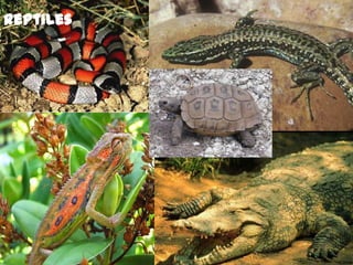 Reptiles

 