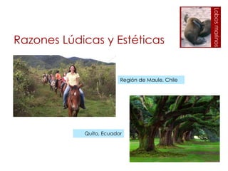 Región de Maule, Chile

Quito, Ecuador

Lobos marinos

Razones Lúdicas y Estéticas

 