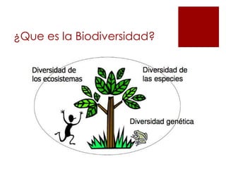 ¿Que es la Biodiversidad?

 